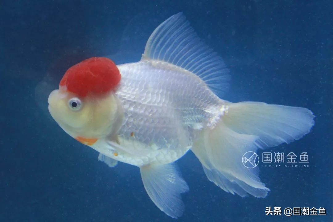 老北京鱼盆养苔过程图片,老北京鱼盆快速出苔