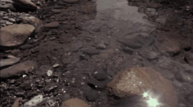 直立奔跑的壁虎,壁虎为什么能在水面上