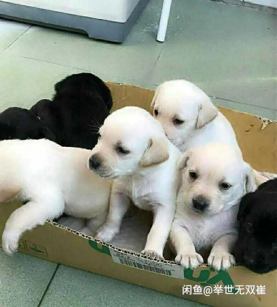 拉布拉多领养第一晚老叫唤,拉布拉多领养的最佳时间