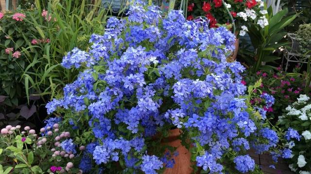 马上就是蓝雪花的花期了，想要它开花多，这几个养护技巧你要知道