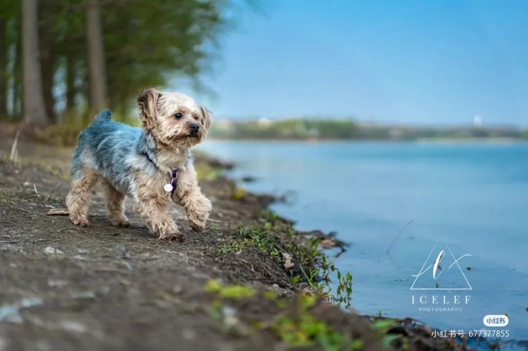 2022年上海遛狗圣地,2021上海遛狗圣地