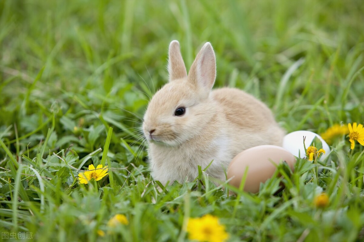小兔子饲养注意事项,小兔子的注意事项