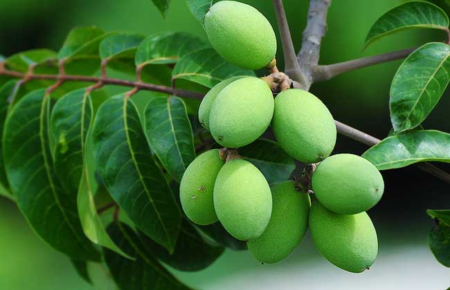 橄榄梢怎么管理,橄榄种植管理技术视频