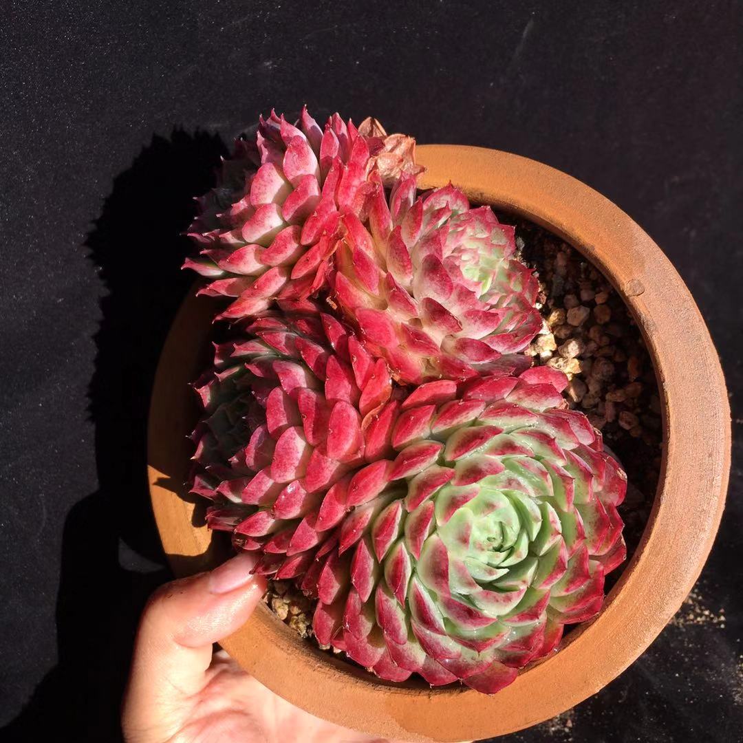 多肉怎么度过夏天,多肉夏季可以安全的度过夏季吗