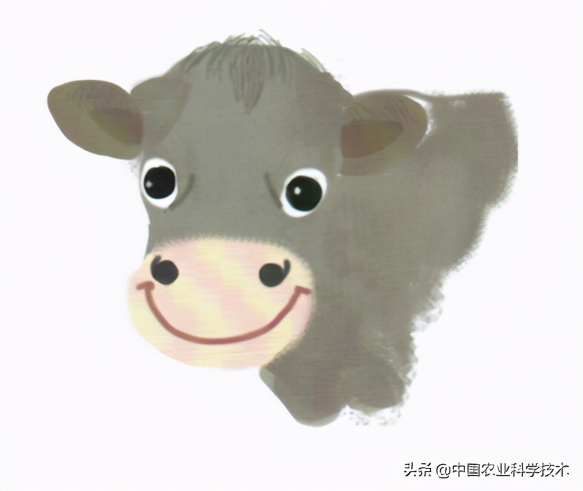 奶牛的主要特征是什么,奶牛的习惯和特征