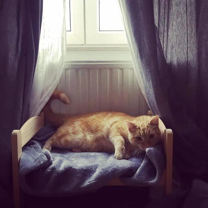 宜家小床被铲屎官们变成宠物床，日本网友：我“泡面杯床”不服