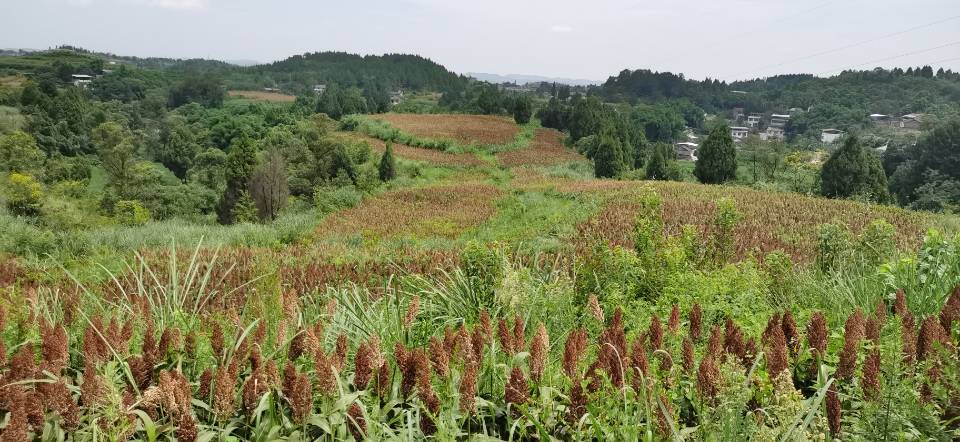 红了！红了！这些天的南充市嘉陵区龙蟠镇真的是“红遍天”了