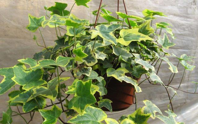 常青藤如何养殖视频,怎样使常青藤长爆盆