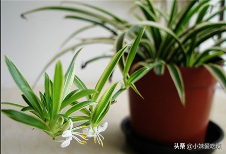 吊兰烂根怎么办如何补救,吊兰烂根了还有办法补救吗