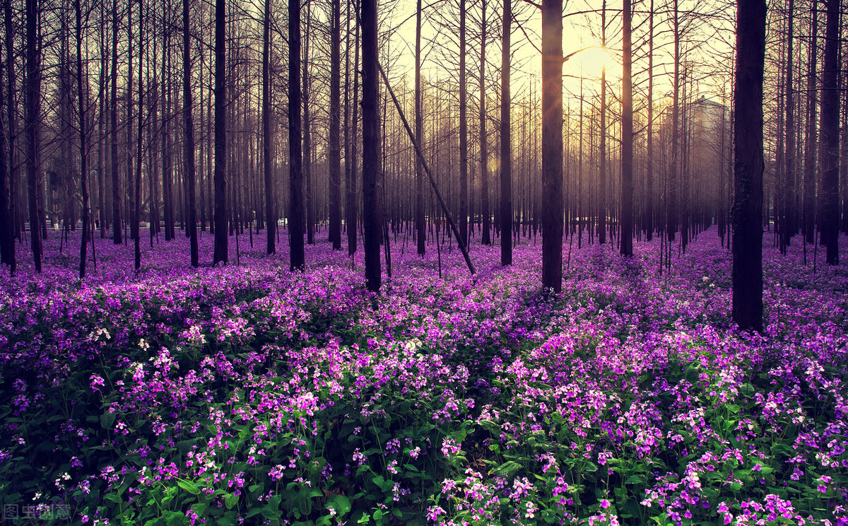 园林人需要知道的85个花卉知识,园林花卉的种类及图片