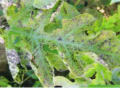 青霉病属于灰霉病还是软腐病,蔬菜霜霉灰霉病克星