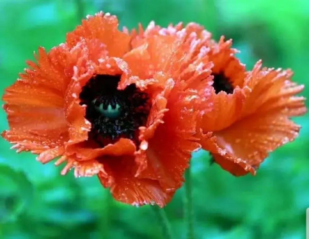 奇葩造型花：头上长草，心中有鬼，白月光。白天不开你非要晚上开