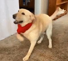 推荐几种狗不贵又好上手养就对了,建议穷人养的10种小巧便宜狗