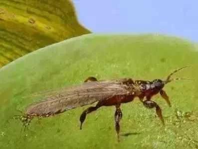 蔬菜害虫最佳防治方法,如何自制杀虫剂防治蔬菜害虫