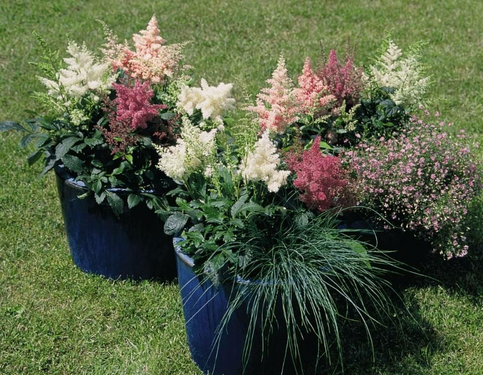 有药用价值的花卉盆栽,有药用价值的花灌木植物