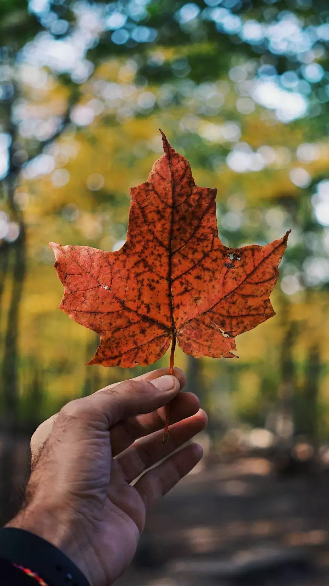 壁纸控超清壁纸,壁纸控wallpaper