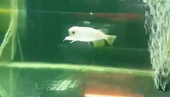 龙鱼细长不宽,龙鱼只长身体不长头