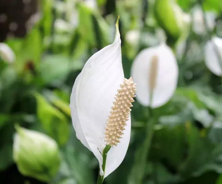 养的白掌有些叶子黑了,养白掌不吉利扔掉可以吗