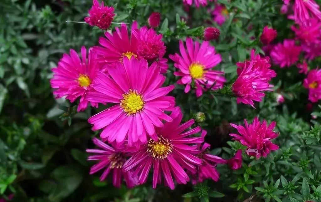 20种常见的菊科植物有哪些,哪些菊科植物好养