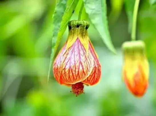 世界顶级奇花异卉,100种奇花异草图