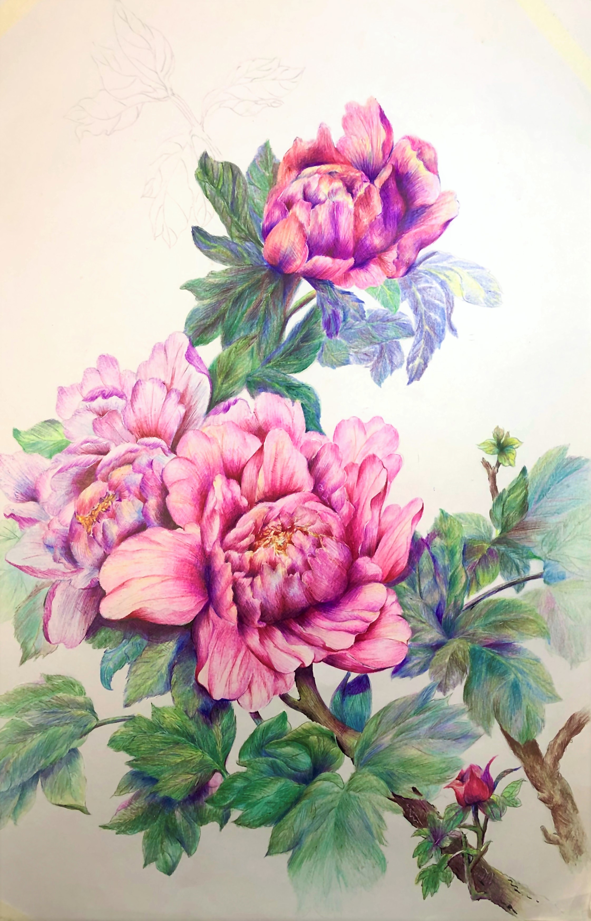 圆珠笔画牡丹教学,圆珠笔画牡丹的画法