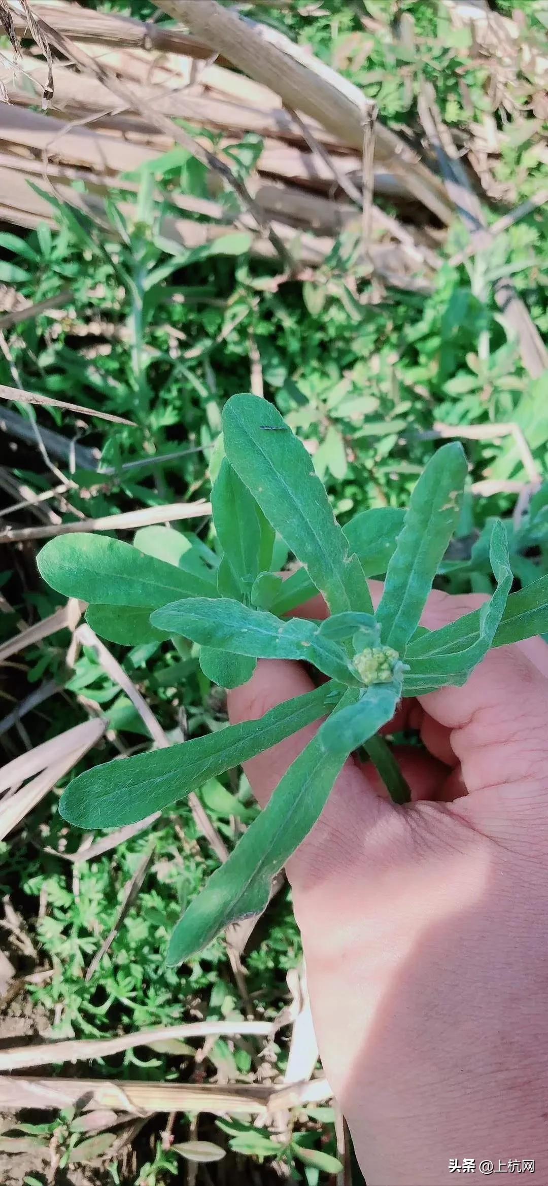 鼠曲草是野草吗,野生中药材鼠曲草