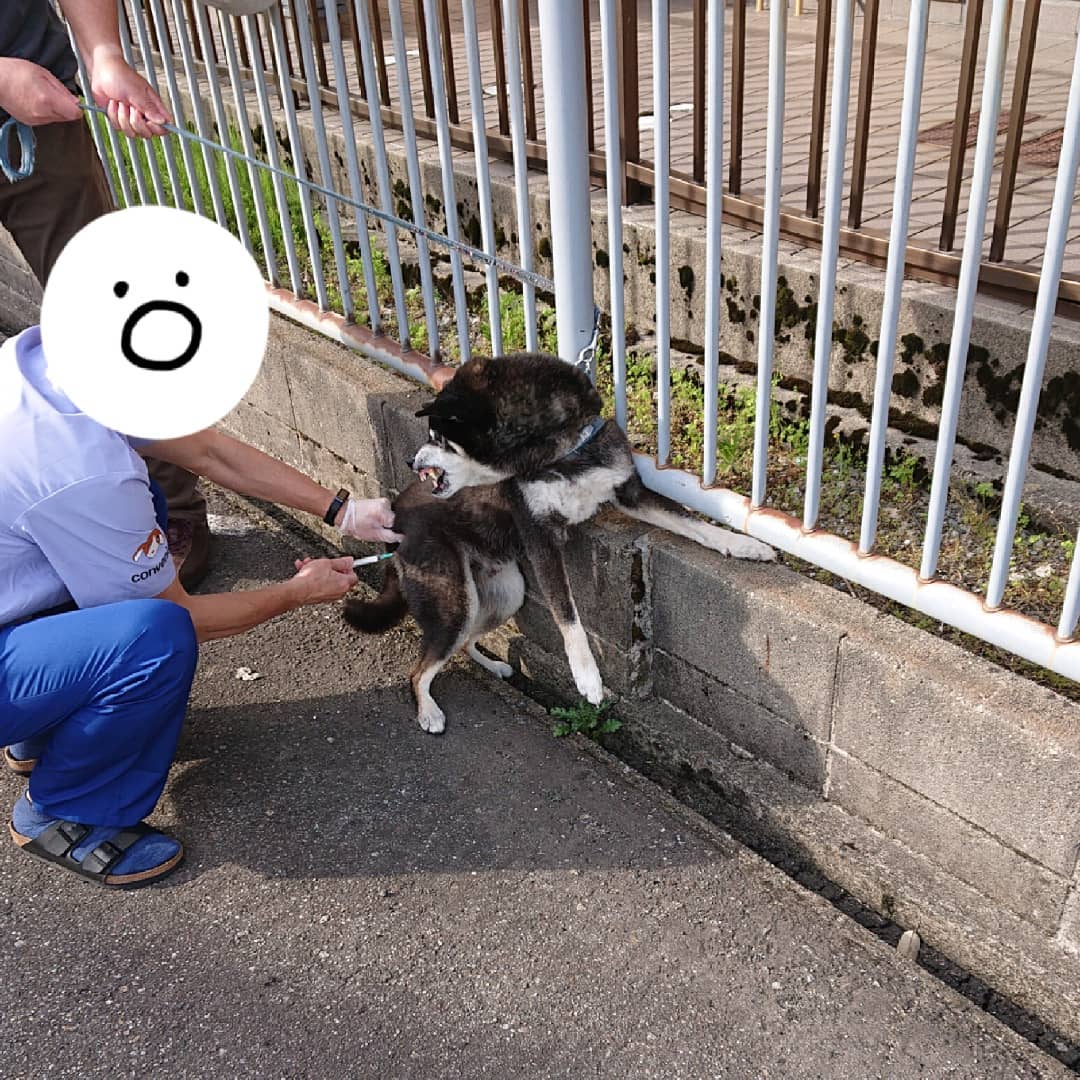 500块钱的柴犬是纯种的吗,为什么说1000块钱买不到纯种柴犬