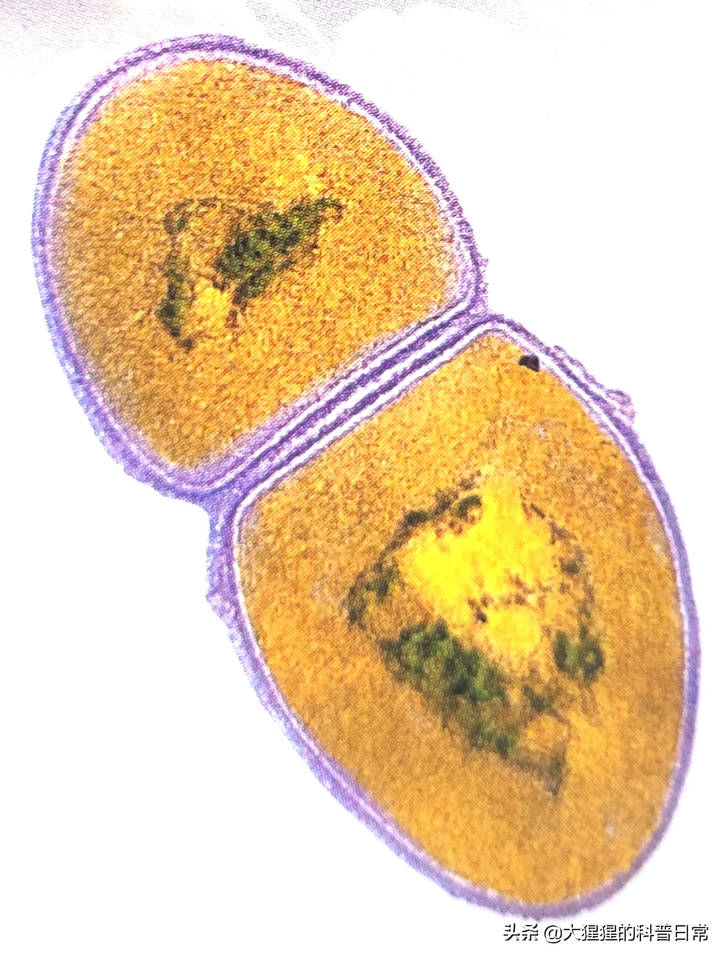 微生物原核生物,微生物照片原核生物