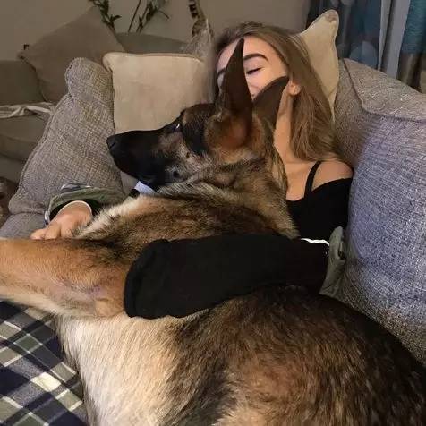 德国牧羊犬凶悍,德国牧羊犬高大威猛