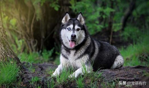 阿拉斯加雪橇犬聪明吗视频大全,阿拉斯加雪橇犬的智商有多少