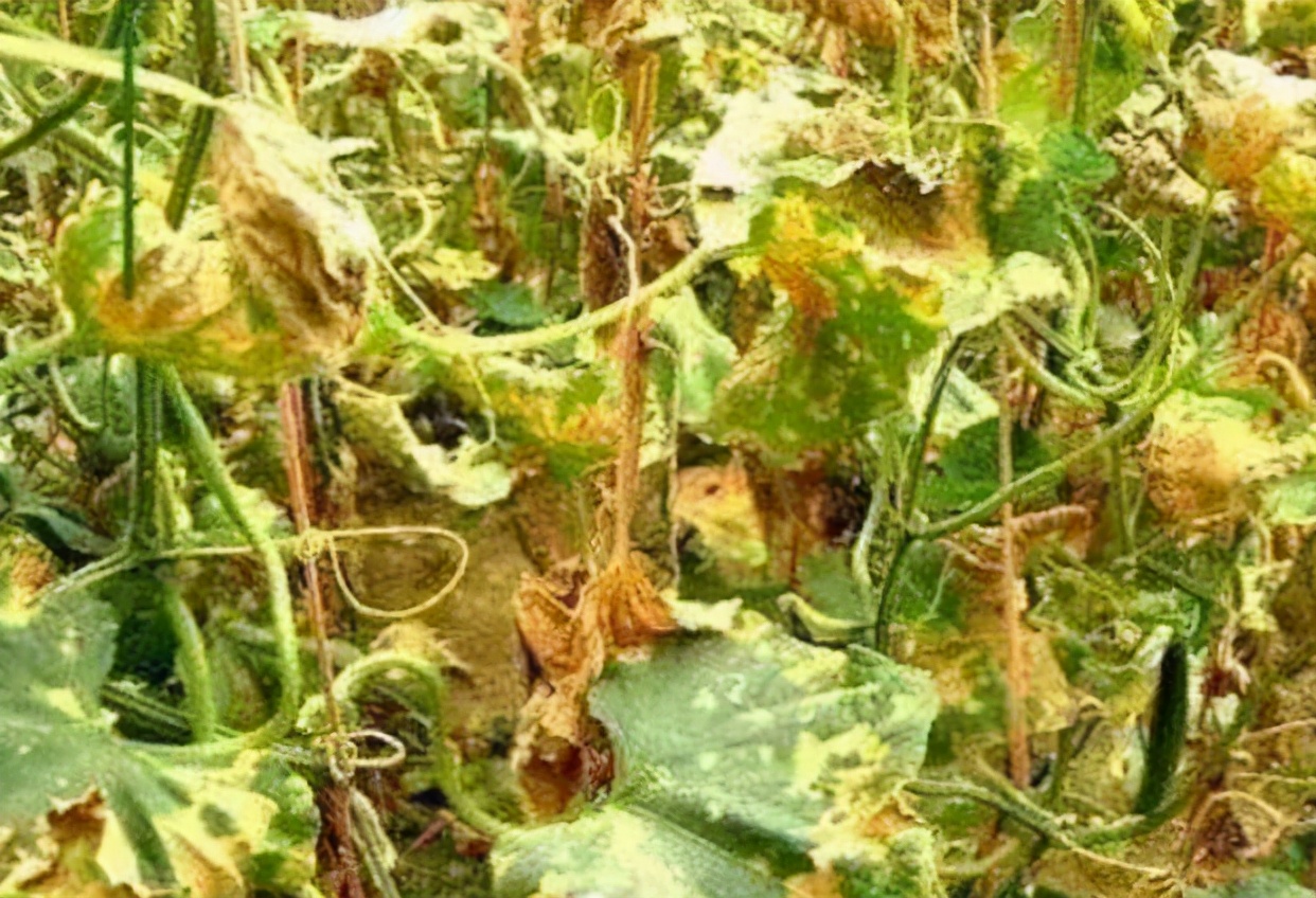 治疗靶斑的最好方法,黄点靶斑病防治