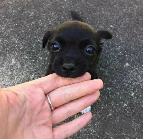 夏季狗狗咬人,夏天怎么防止狗狗挠人