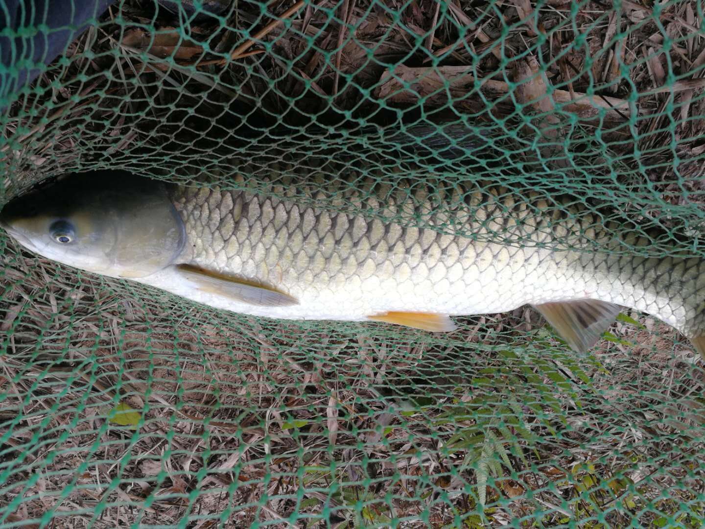 鱼线实用的五种,鱼线的选择技巧及注意事项