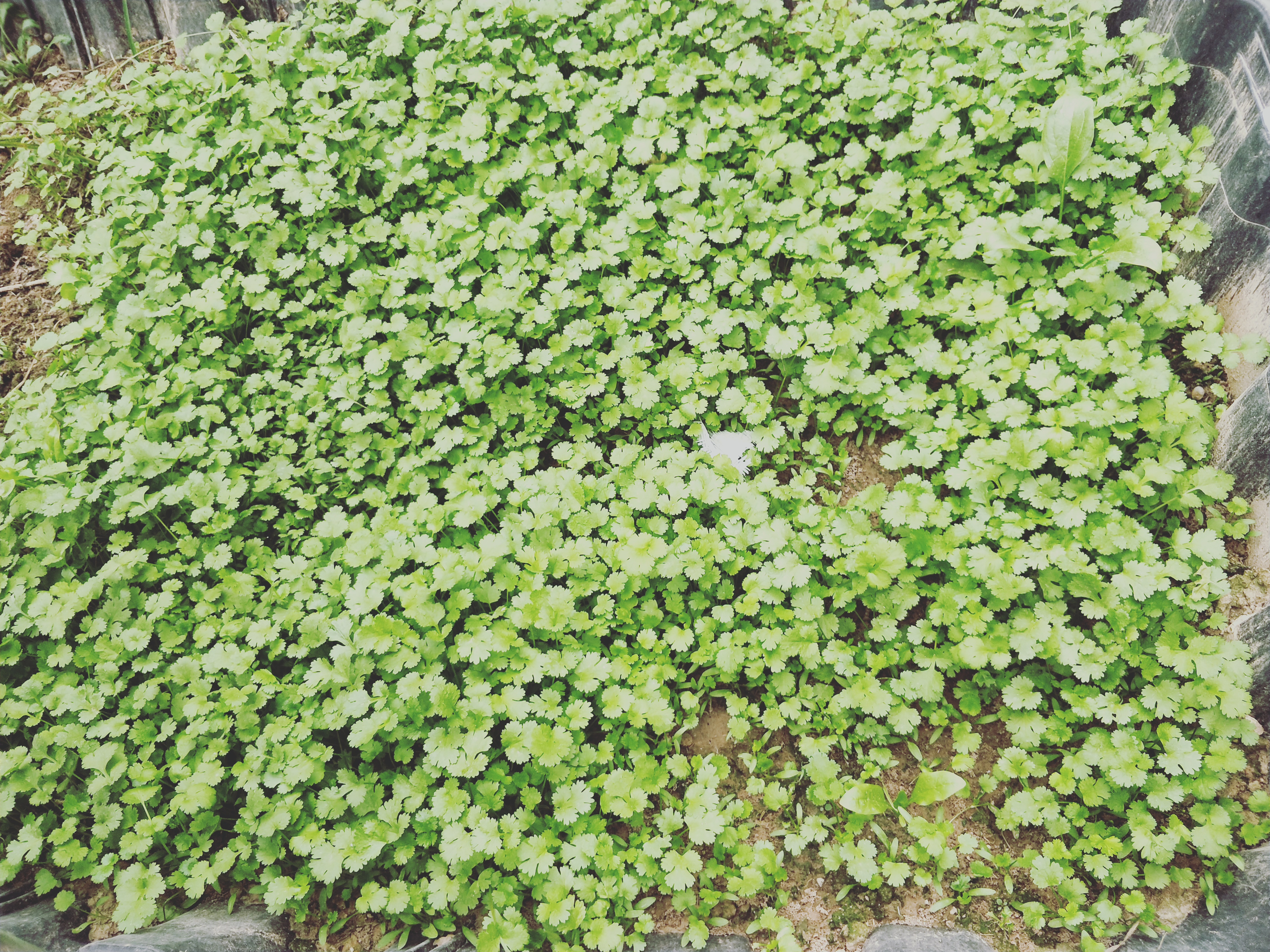 香菜直接播种还是催芽播种,香菜的播种方法及流程