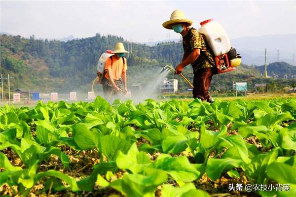 叶面肥用什么助剂,叶面肥用什么肥料最有效