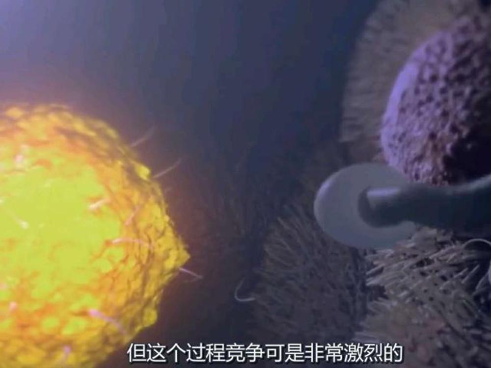 孩子怎么孕育出来的,孩子是如何孕育而成