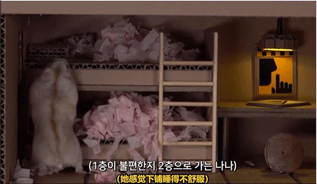 身价300万的仓鼠外网走红！住3层电梯豪宅，丰富娱乐，人不如鼠啊