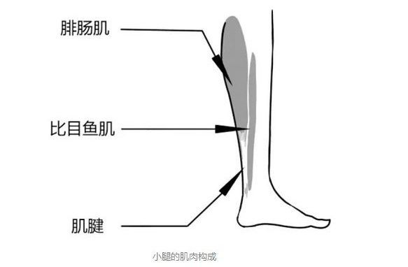 小腿和大腿都粗该怎么瘦腿,小腿太细腿弯怎么练