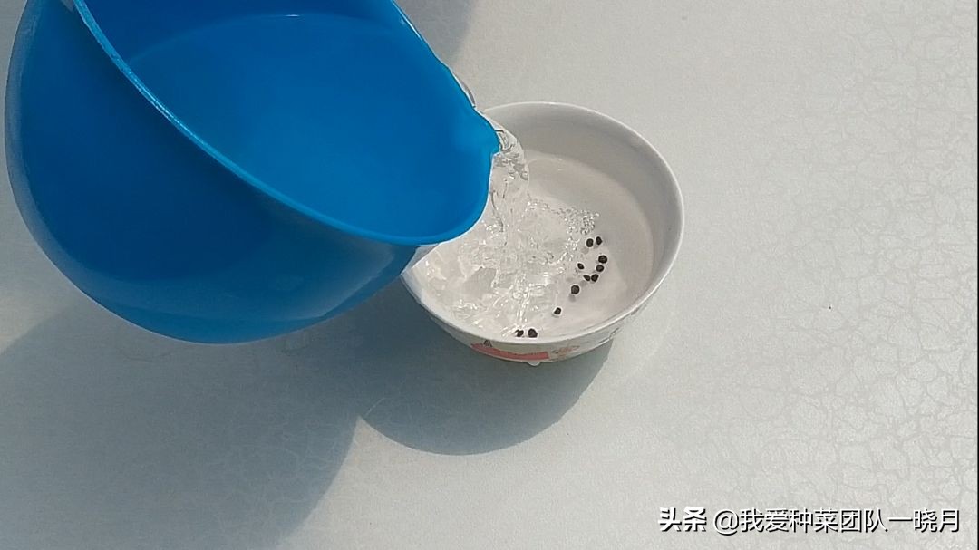 夏天最适合种植芦笋，种一次采收多年，常吃常有