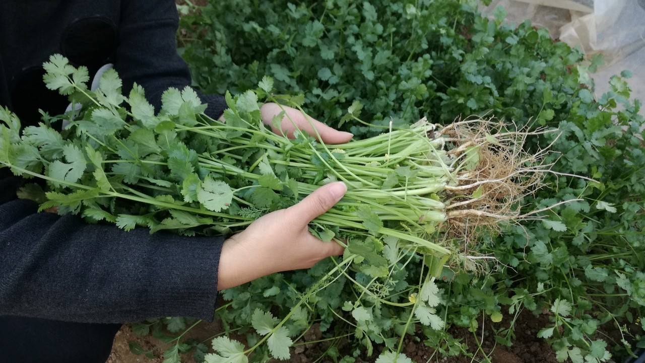 农村自家种的青菜无公害不打药,种青菜不长虫子