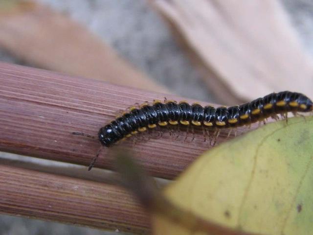 野生上树蜈蚣,山上种的白蜈蚣