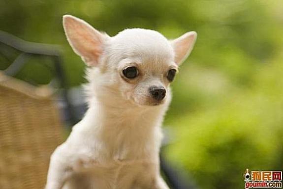 狗狗大全,送给喜欢狗的人）