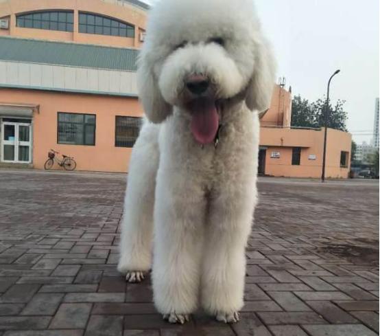 贵宾犬喂养幼犬的注意事项,怎样喂养宠物贵宾犬不得神经炎