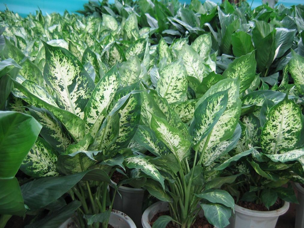 水养万年青的正确方法,怎么养广东万年青枝繁叶茂