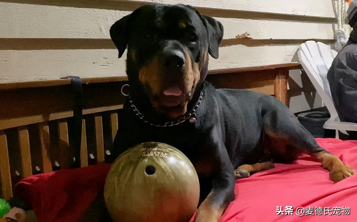 “求助！车窗玻璃被狗磕碎了...保险赔吗？”