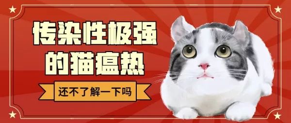 猫咪感染猫瘟是什么原因,你了解猫咪间有哪些传染性疾病吗