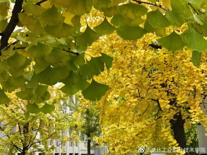 十堰银杏风景区在哪里,十堰银杏景点