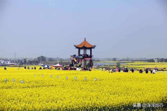 中国最美油菜花海汉中,中国最美油菜花海排名