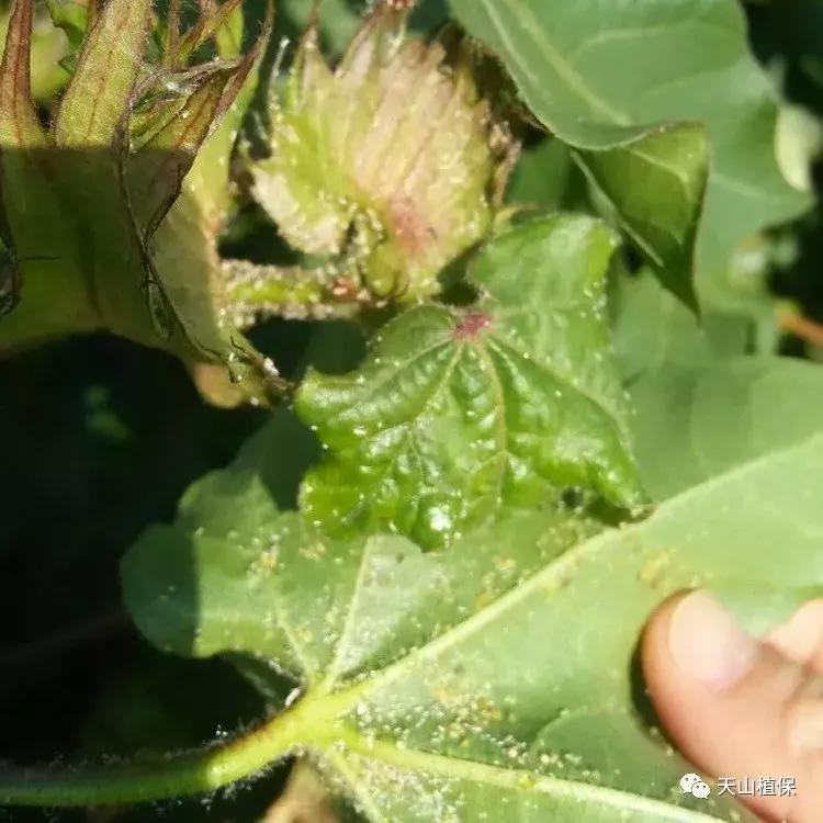 十大杀卵杀虫剂,十大类型杀虫剂