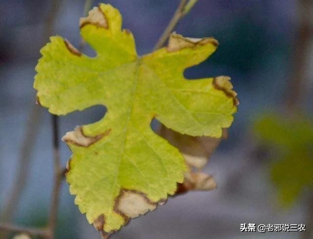 矮化桑树换完盆黄叶,桑树枯萎怎么处理